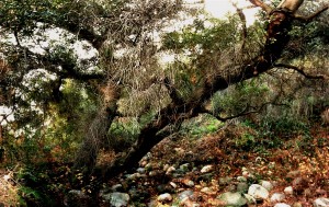 Eaton Canyon