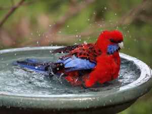 bird in the fountain